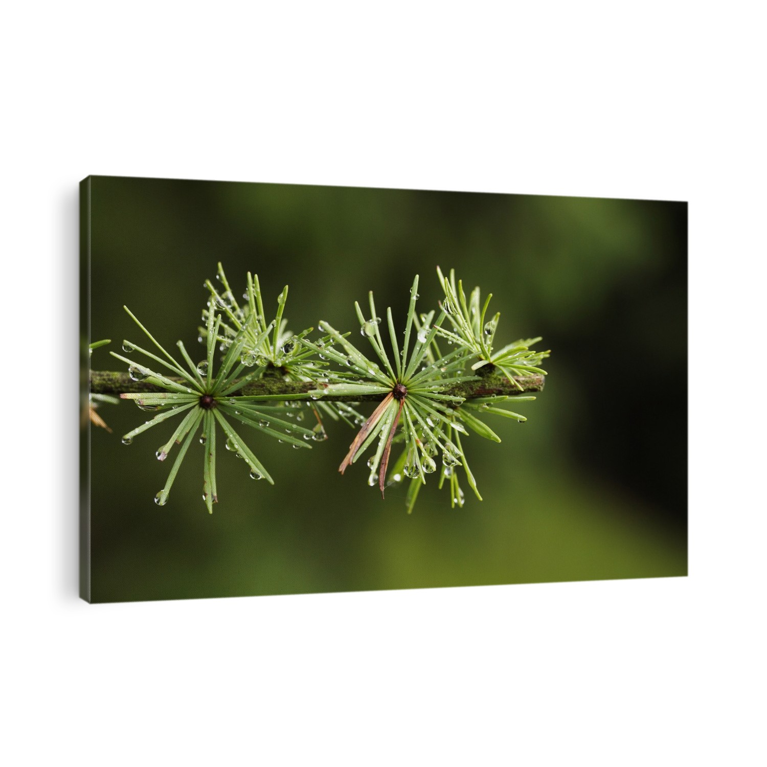 Siberian larch (Larix sibirica) branch with water droplets.