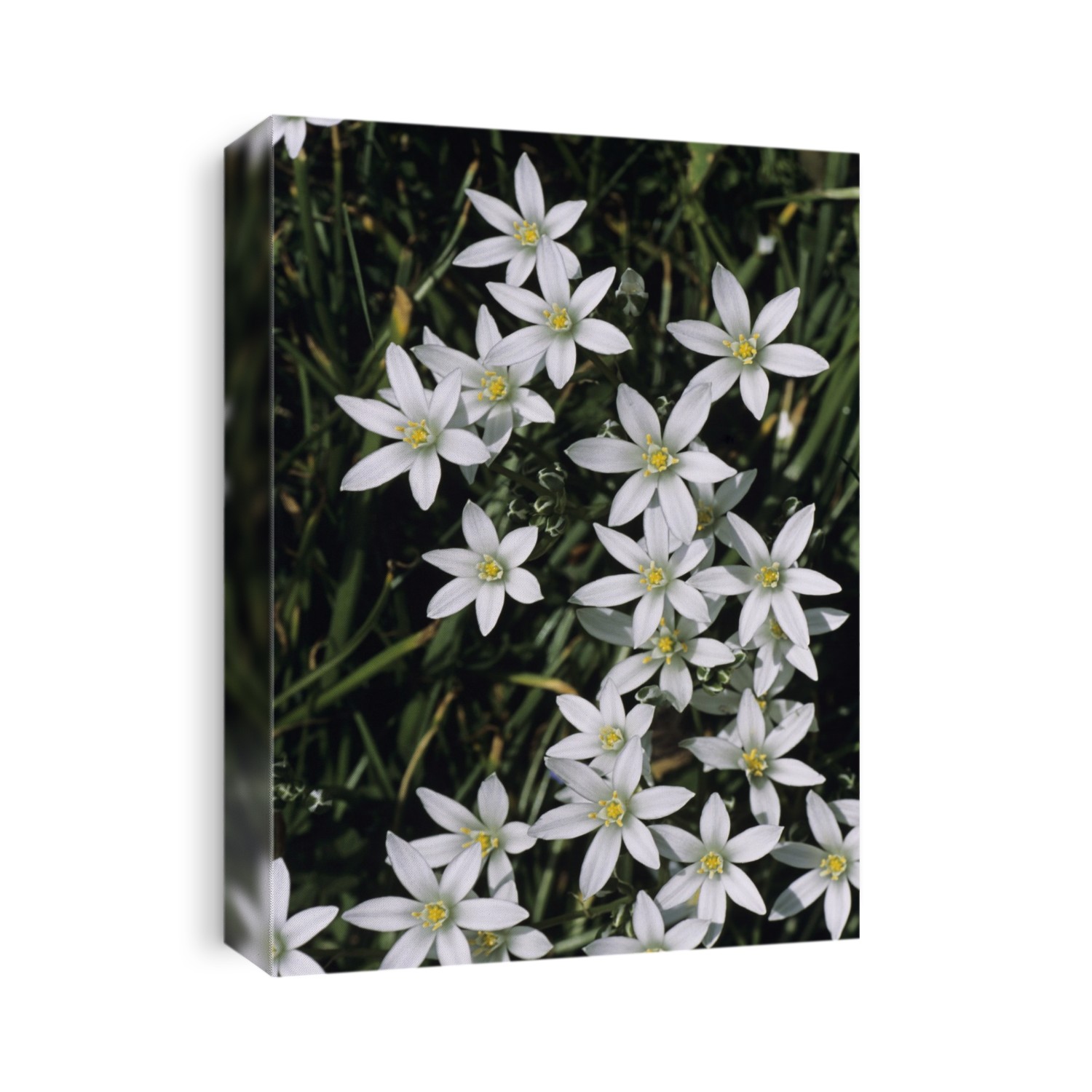 Star-of-Bethlehem flowers (Ornithogalum umbellatum). The bulbs of this plant are used in homoeopathy to create a tincture for the treatment of cancer. The bulbs are also edible.