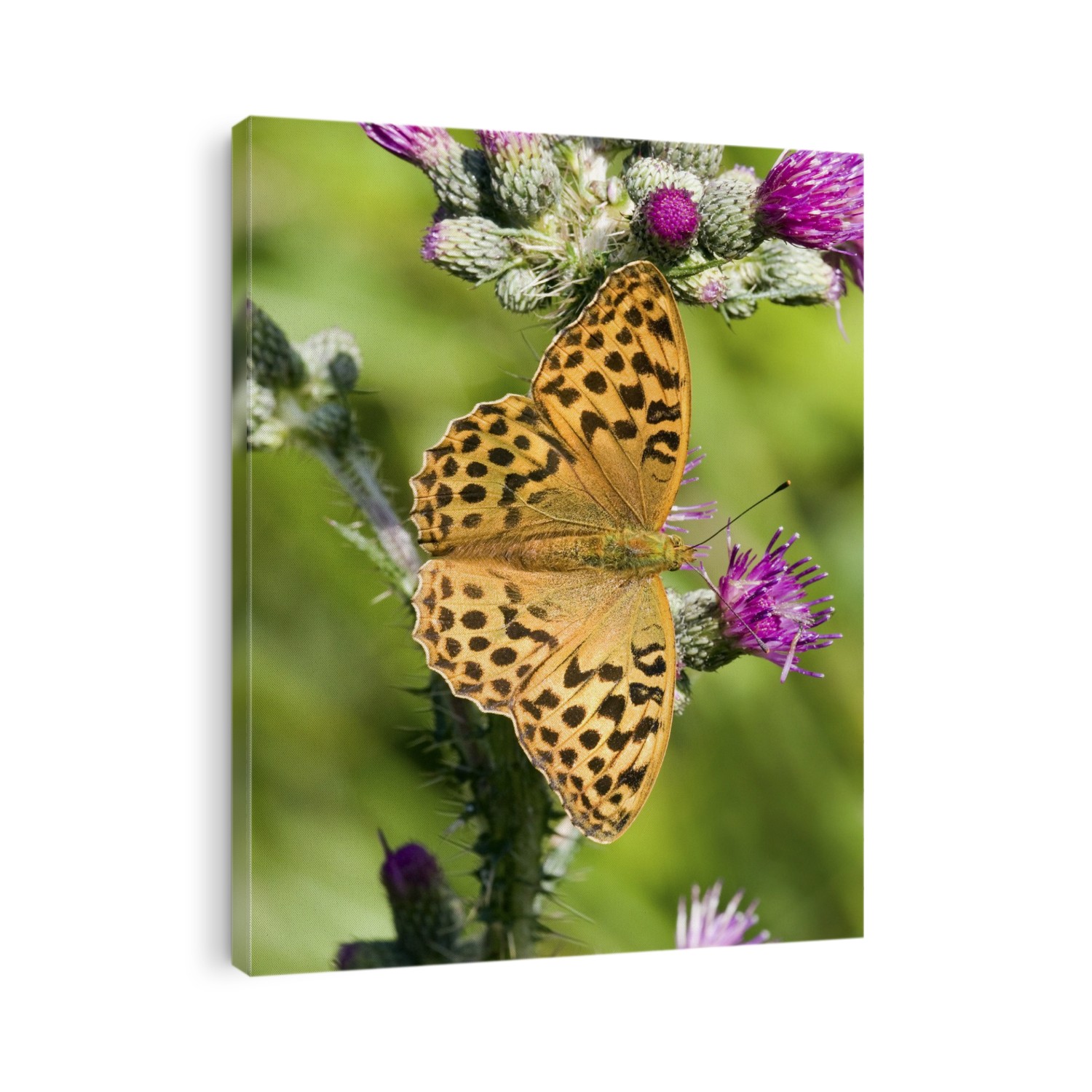 Female silver-washed fritillary butterfly (Argynnis paphia) on thistle flowers (Onopordum acanthium) This butterfly inhabits clearings in broad-leaved woodland. Photographed in Surrey, England.