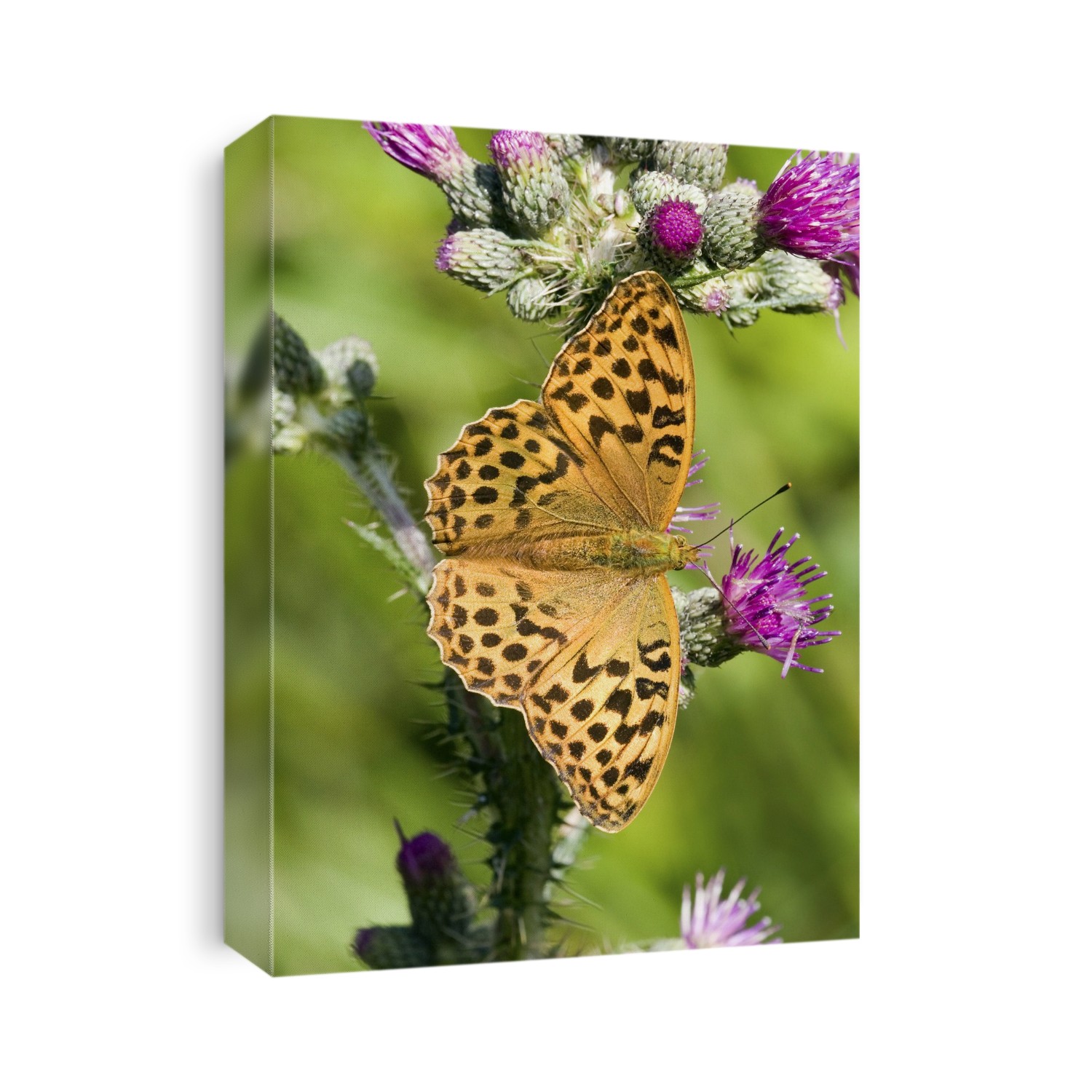 Female silver-washed fritillary butterfly (Argynnis paphia) on thistle flowers (Onopordum acanthium) This butterfly inhabits clearings in broad-leaved woodland. Photographed in Surrey, England.