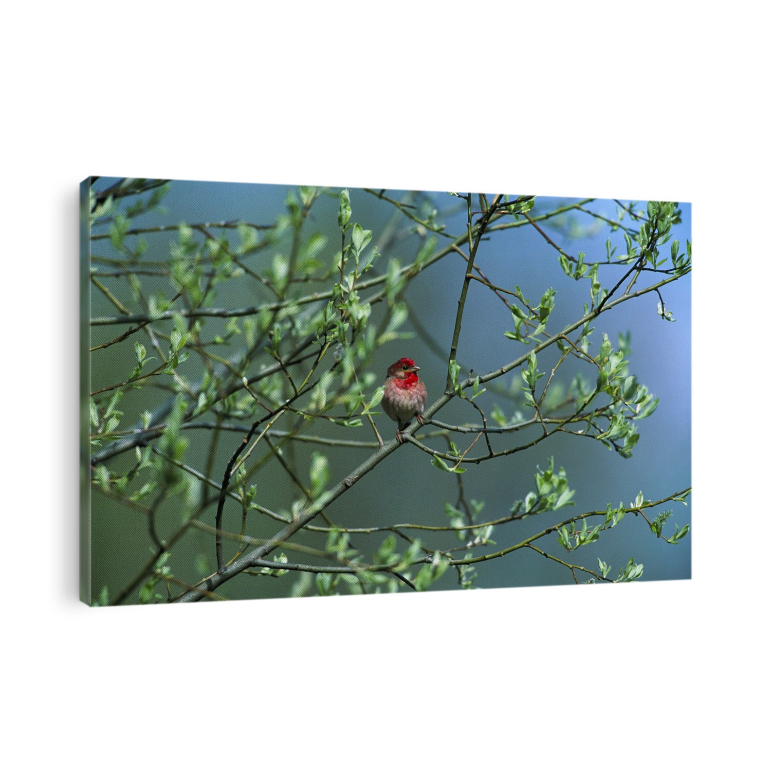 Common rosefinch (Carpodacus erythrinus) perched in a tree.