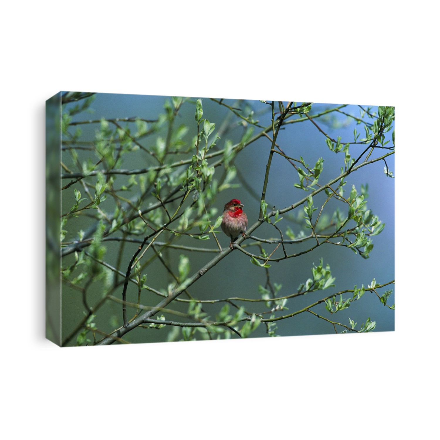 Common rosefinch (Carpodacus erythrinus) perched in a tree.