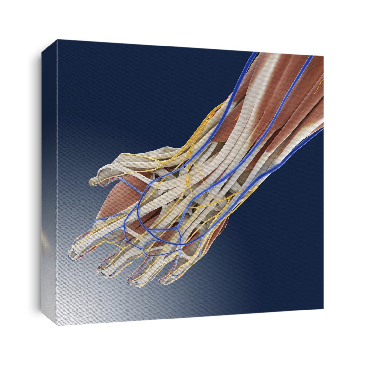 Human anatomy. Computer artwork showing the anatomy of the palm of the hand. Muscles are pink, nerves are orange, veins are blue, arteries are red, tendons and ligaments are white, and bones are cream. Tendons and ligaments are bands of inelastic fibrous tissue. Tendons connect bones to muscle, while ligaments connect bones to other bones. The fingers consist of phalanges bones, two for the thumbs and three for each finger. The phalanges are joined to the metacarpal bones, which are in the palm of the hand. The tendons that run from the muscles of the arm, through the wrist, to the tip of the fingers, flex the fingers. 
