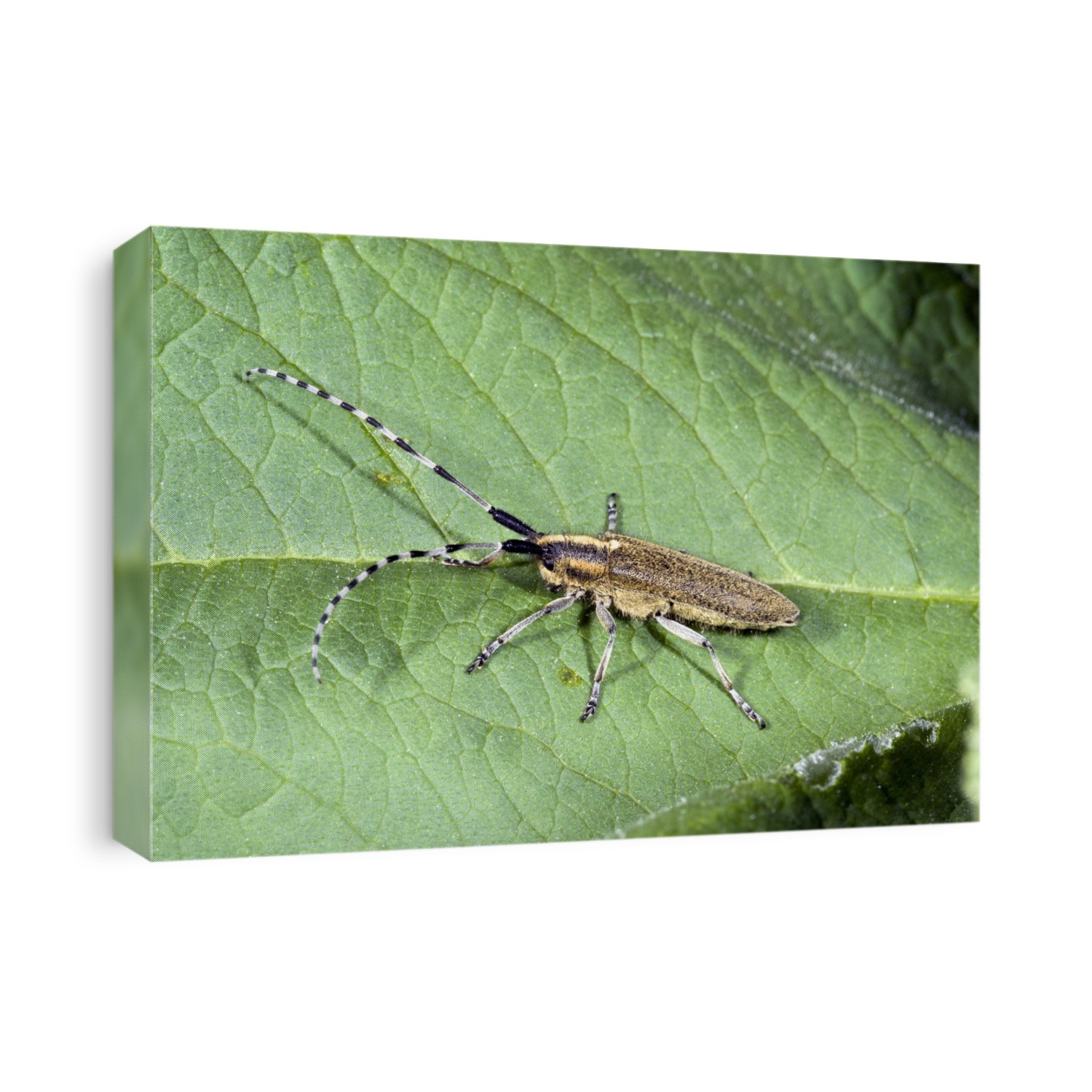 Golden-bloomed grey longhorn beetle (Agapanthia villosoviridescens) on a leaf. This beetle is found in the Caucasus, Europe, Kazakhstan, the Near East, Russia and Turkey. Photographed in the Pyrenees.
