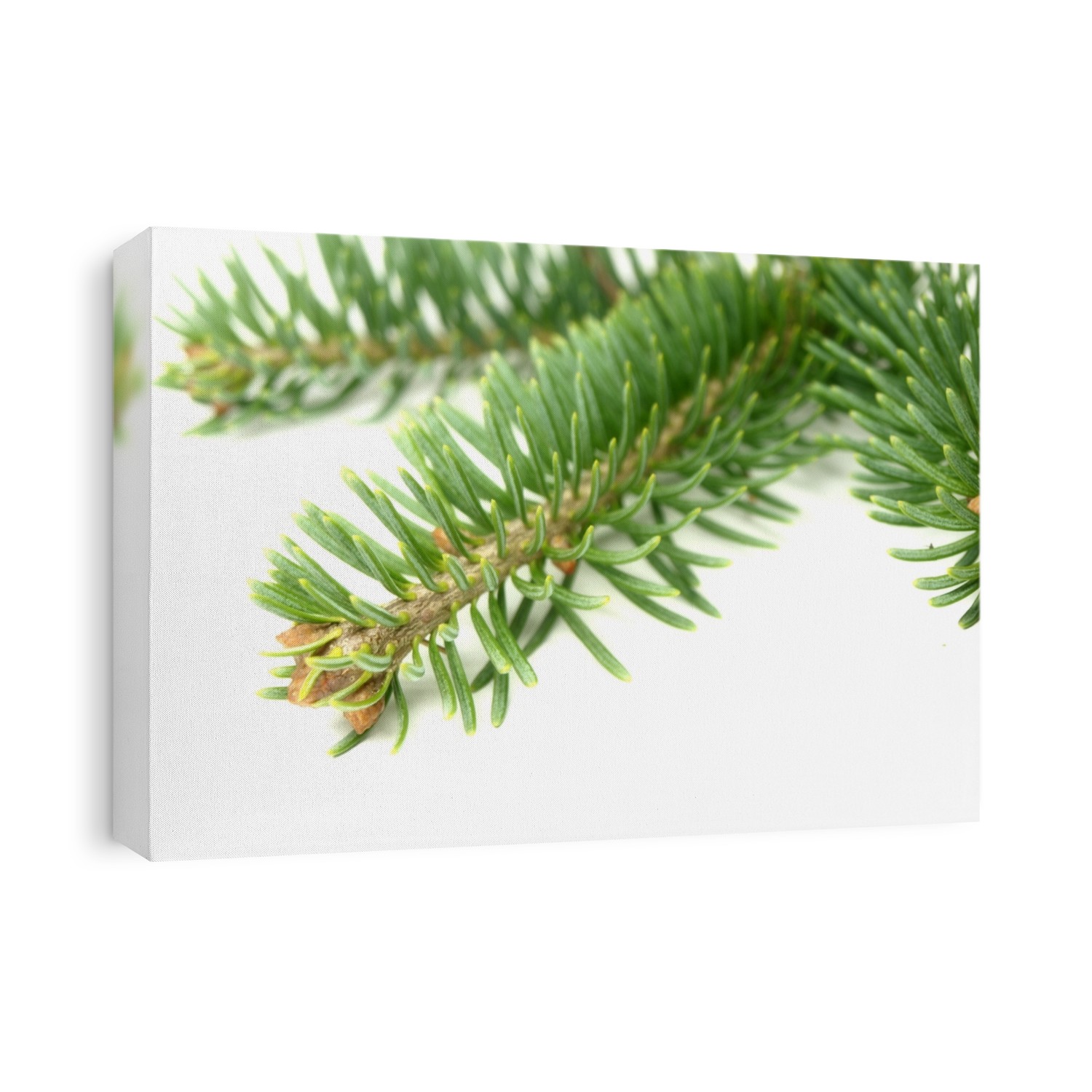 Abies lasiocarpa on white background