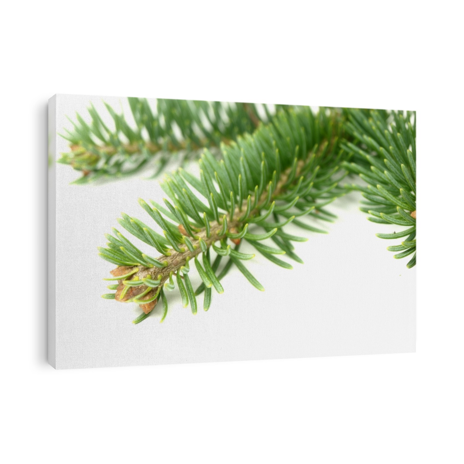 Abies lasiocarpa on white background