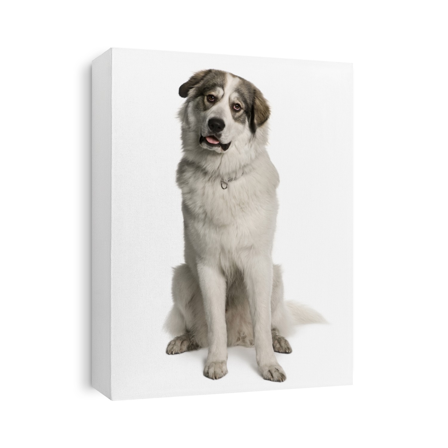 Pyrenean Mountain Dog, known as the Great Pyrenees, 8 months old, sitting in front of white background