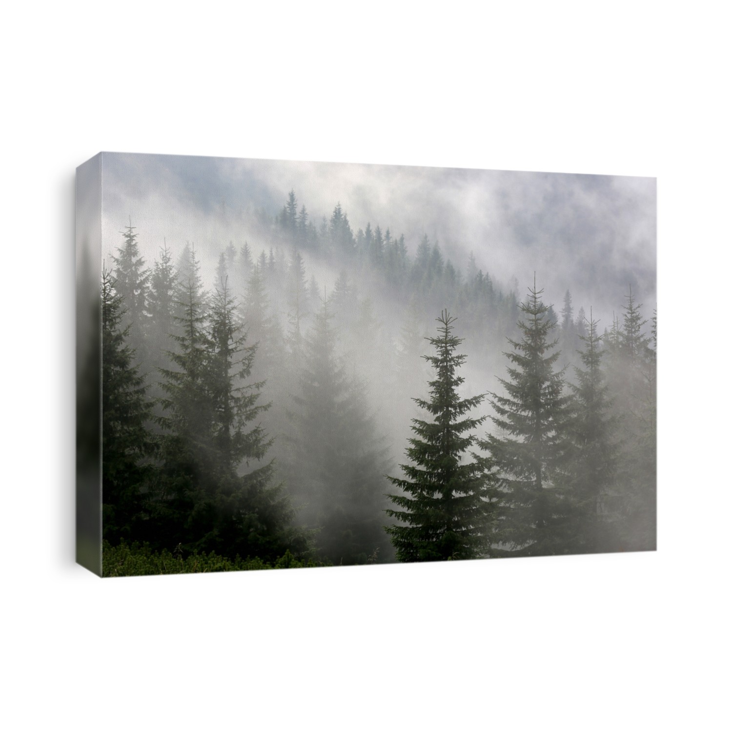 pine forest in morning mist