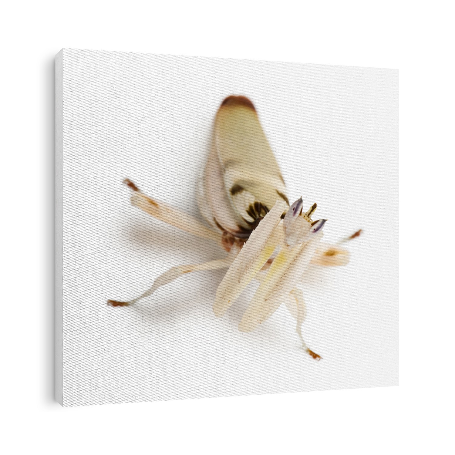 Female hymenopus coronatus, Malaysian orchid mantis, in front of white background