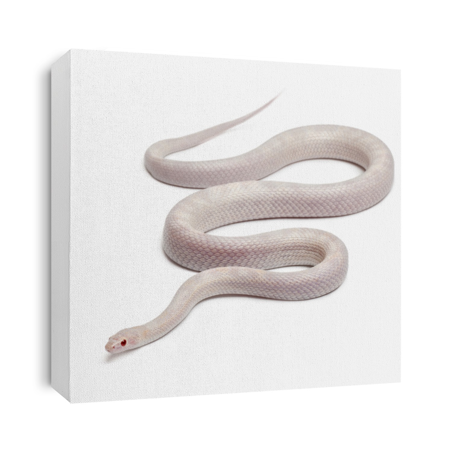 Opale Corn Snake or Red Rat Snake, Pantherophis guttatus, in front of white background