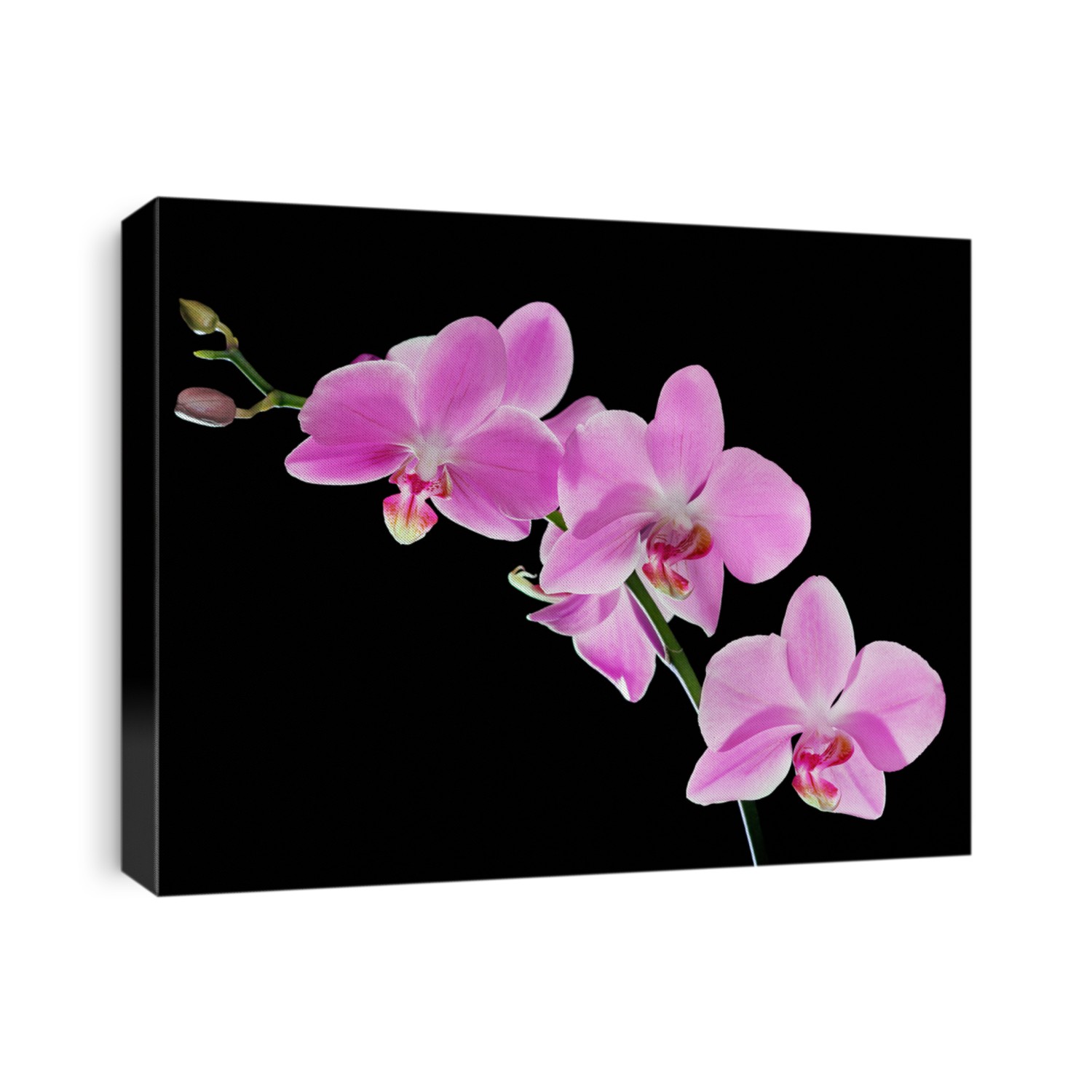 pink orchid flowers isolated on black background