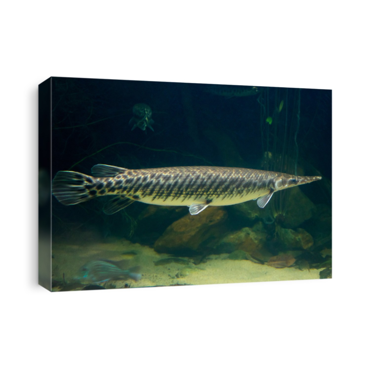 Single Arapaima gigas fish, also known as pirarucu, an endangered specie