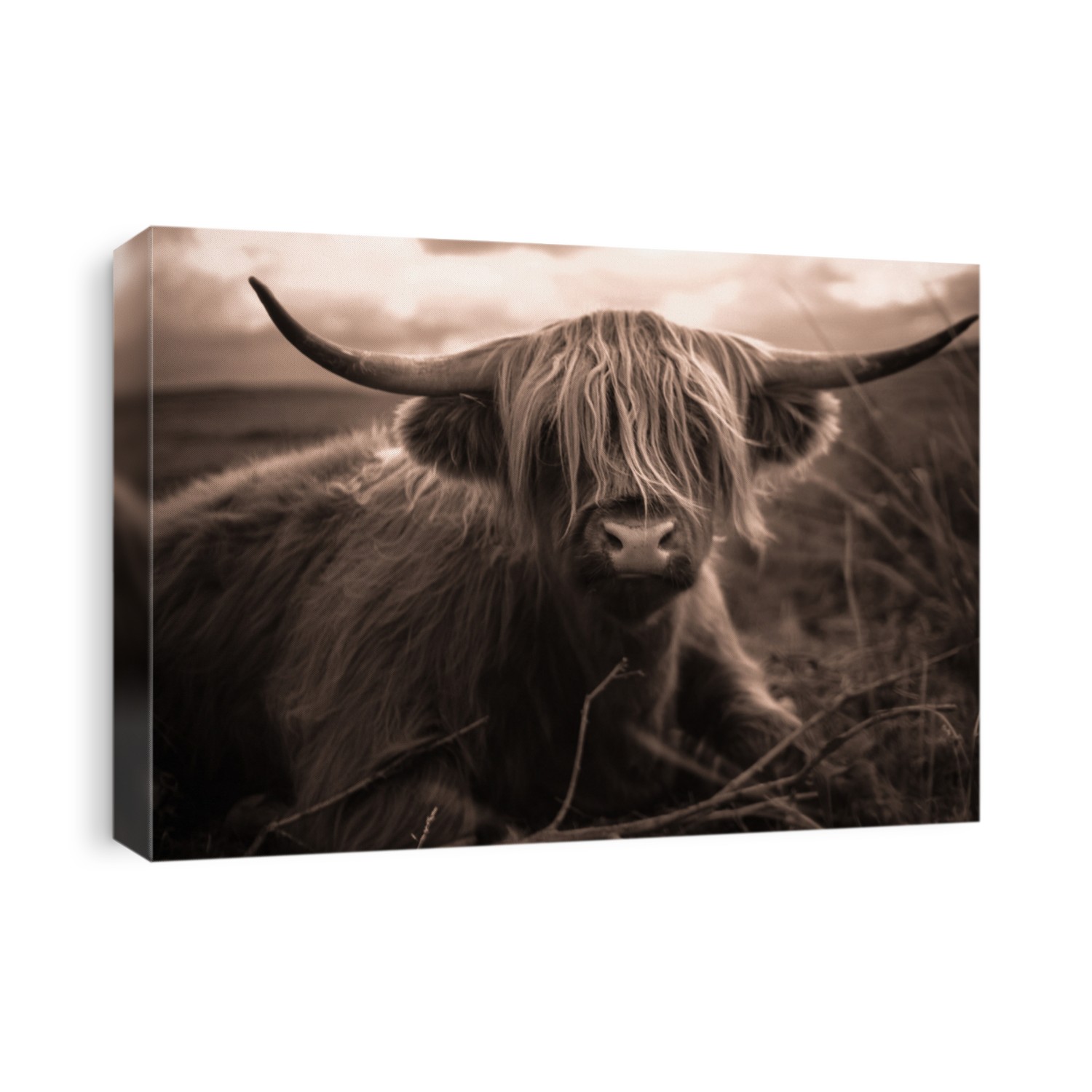 Hairy scottish highland cow, sepia