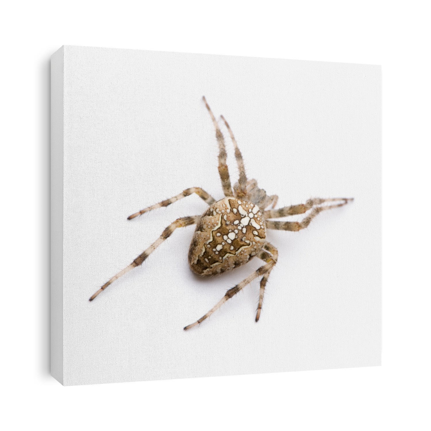 diadem spider - Araneus diadematus in front of a white background