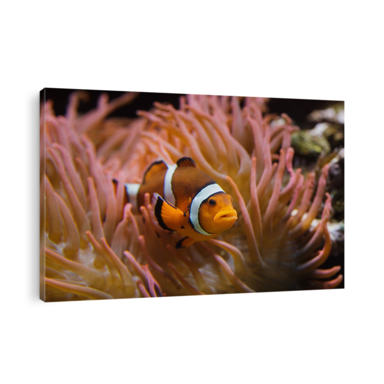 Ocellaris clownfish (Amphiprion ocellaris), also known as the false percula clownfish, swimming in the magnificent sea anemone (Heteractis magnifica).