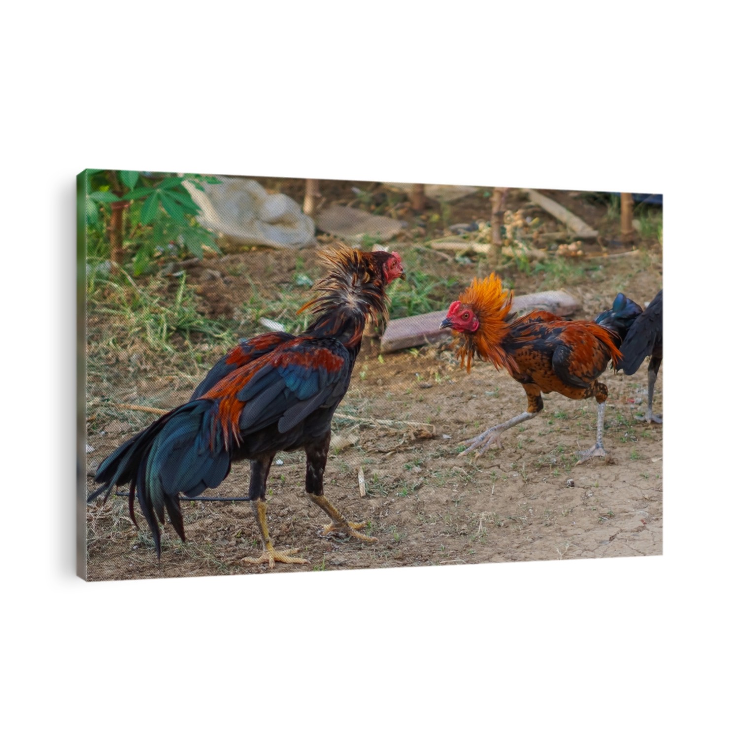 Two colorful roosters fighting in the yard