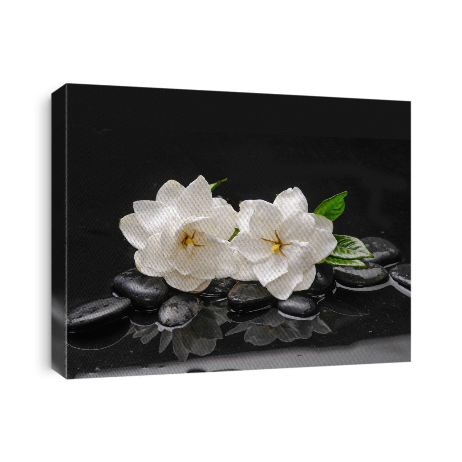  two gardenia with green plant on black pebbles 