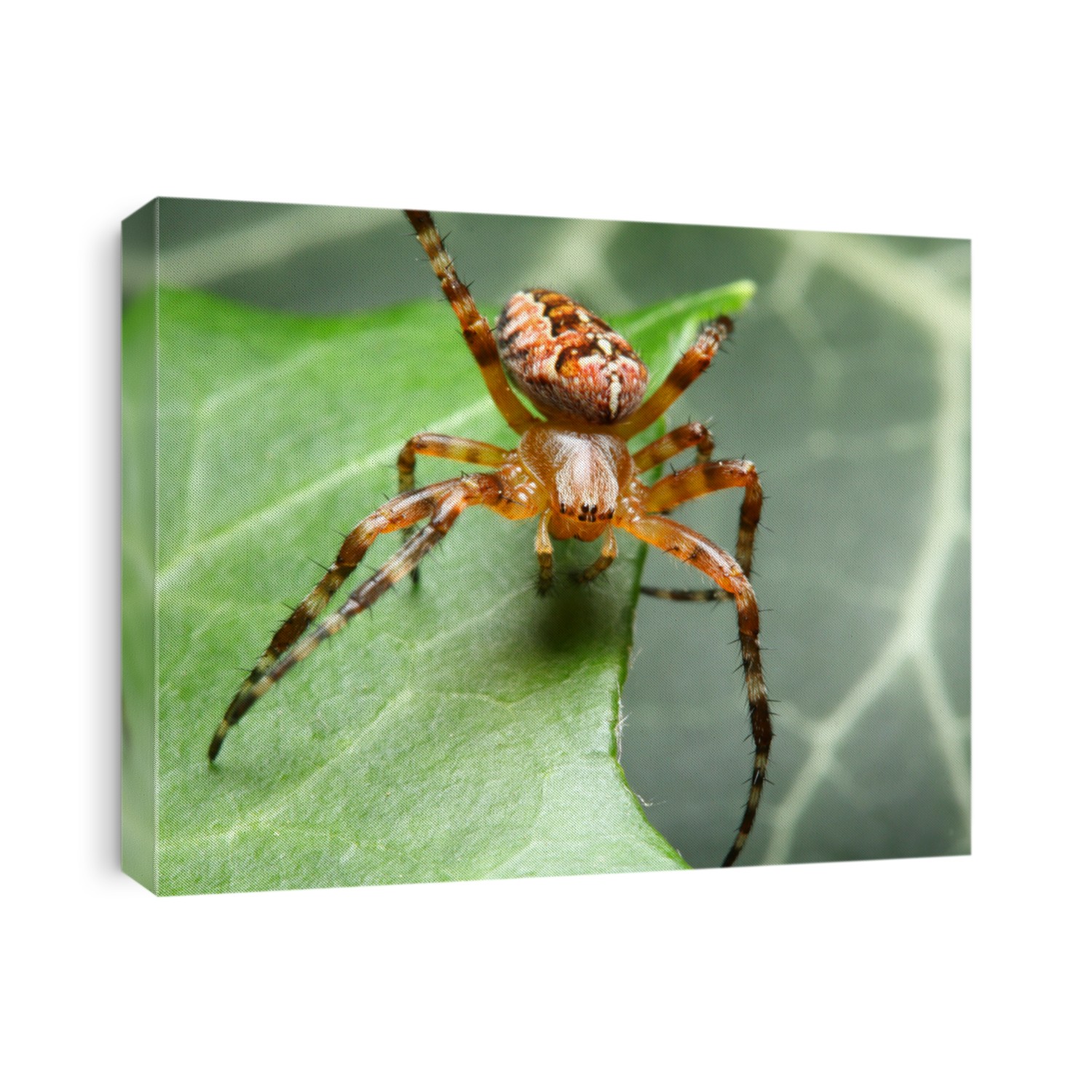 Araneus diadematus - close up