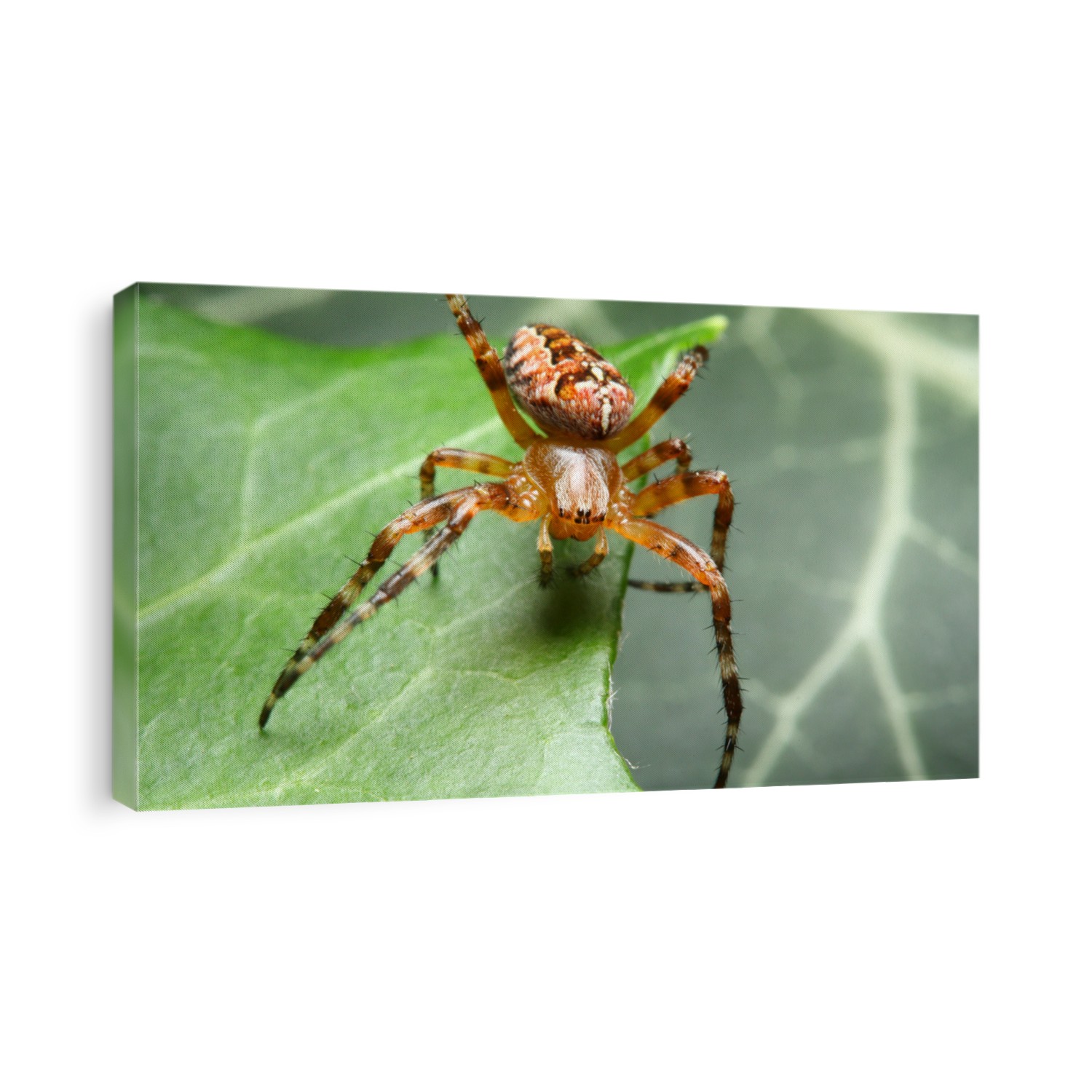 Araneus diadematus - close up